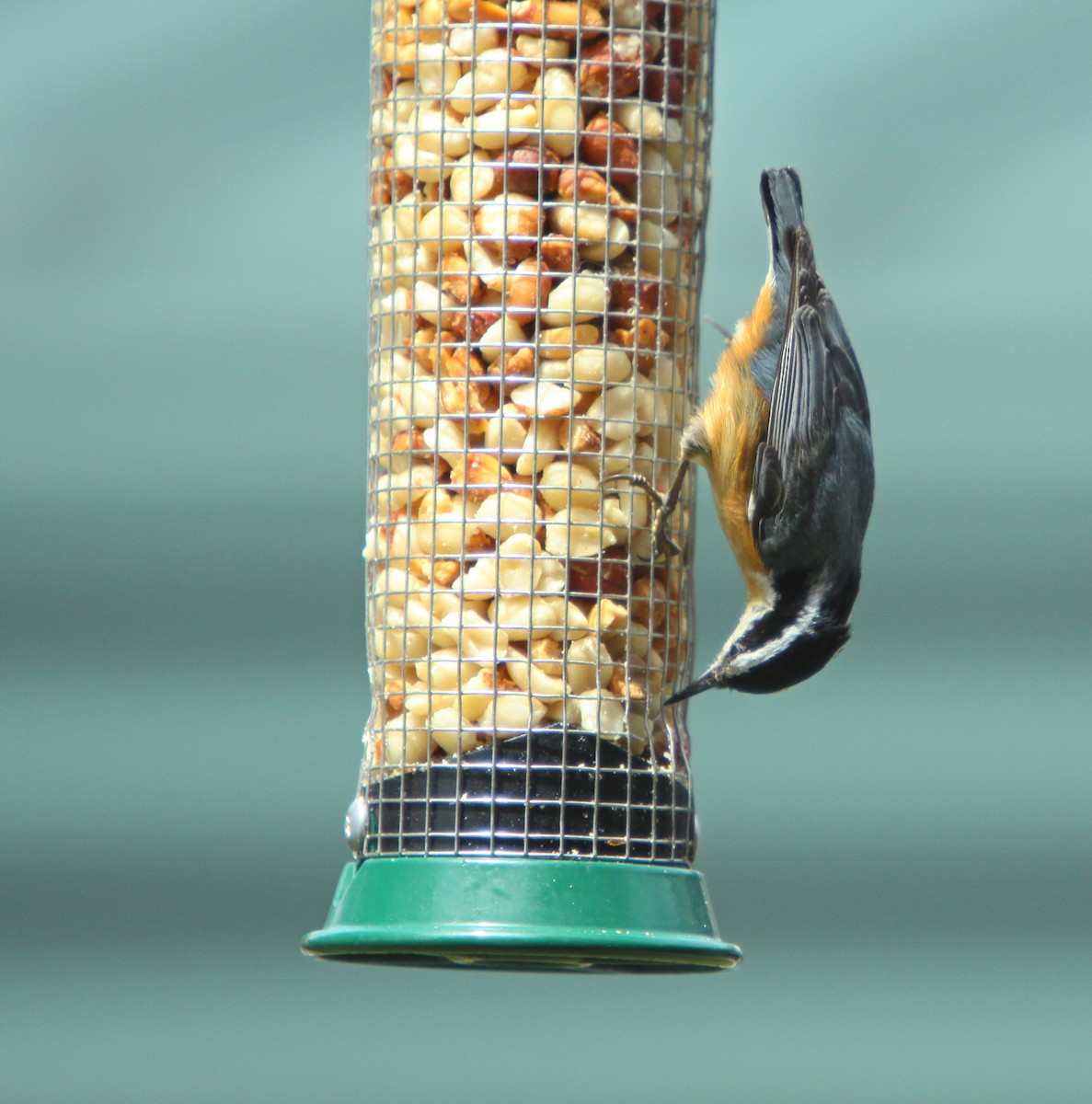 Red-breasted Nuthatch - ron delia