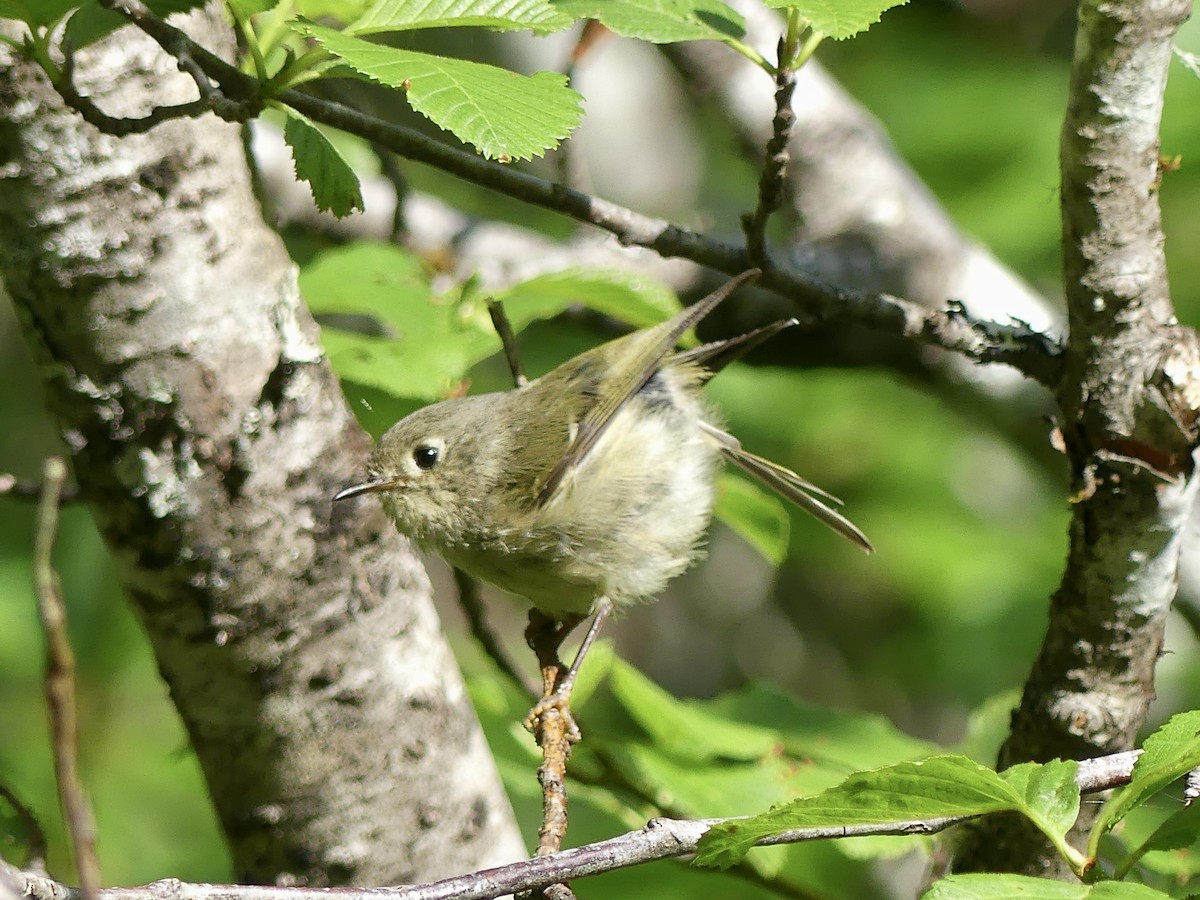 Ruby-crowned Kinglet - ML620655997