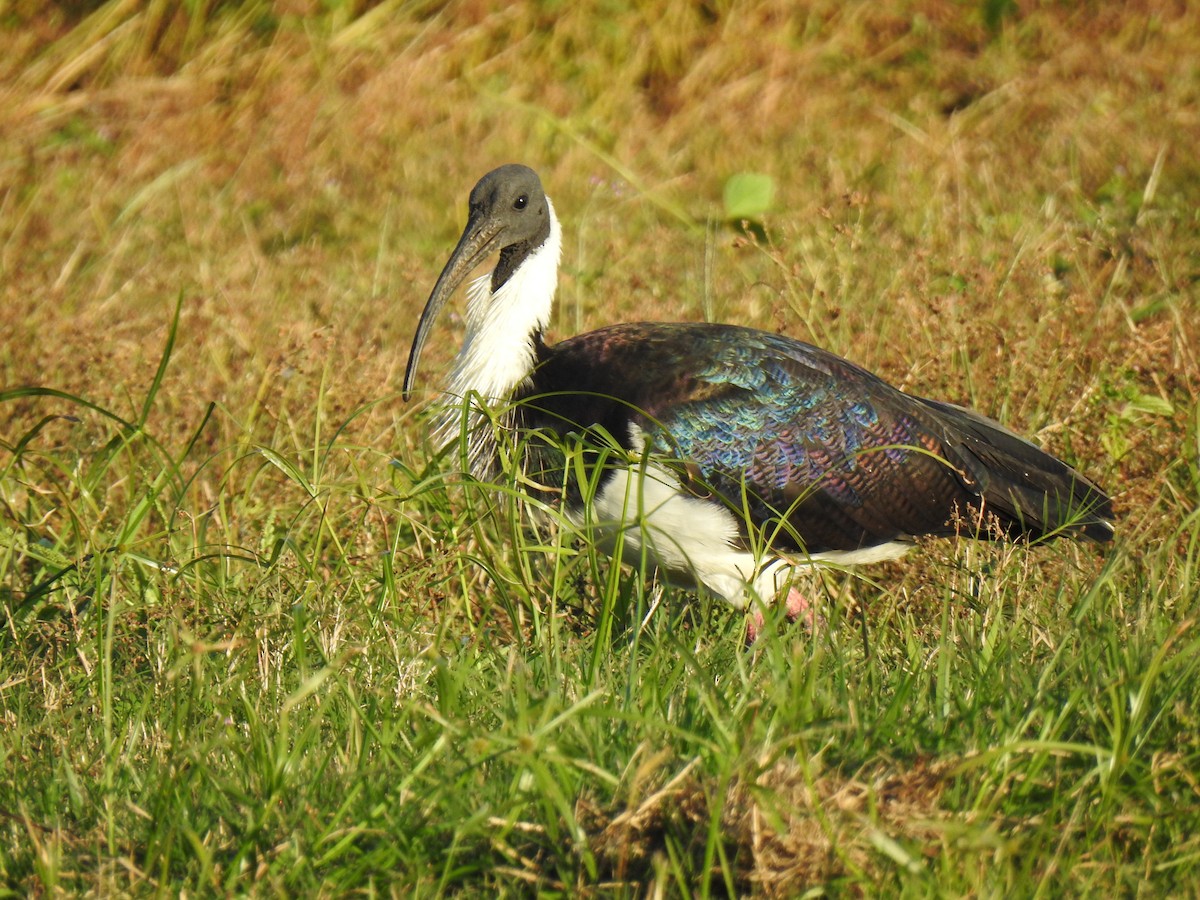 Straw-necked Ibis - ML620656003