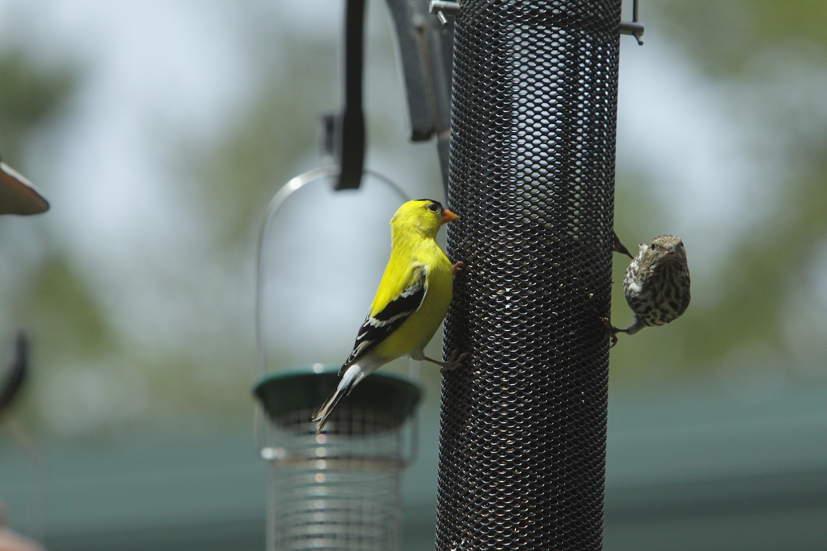 Pine Siskin - ML620656004