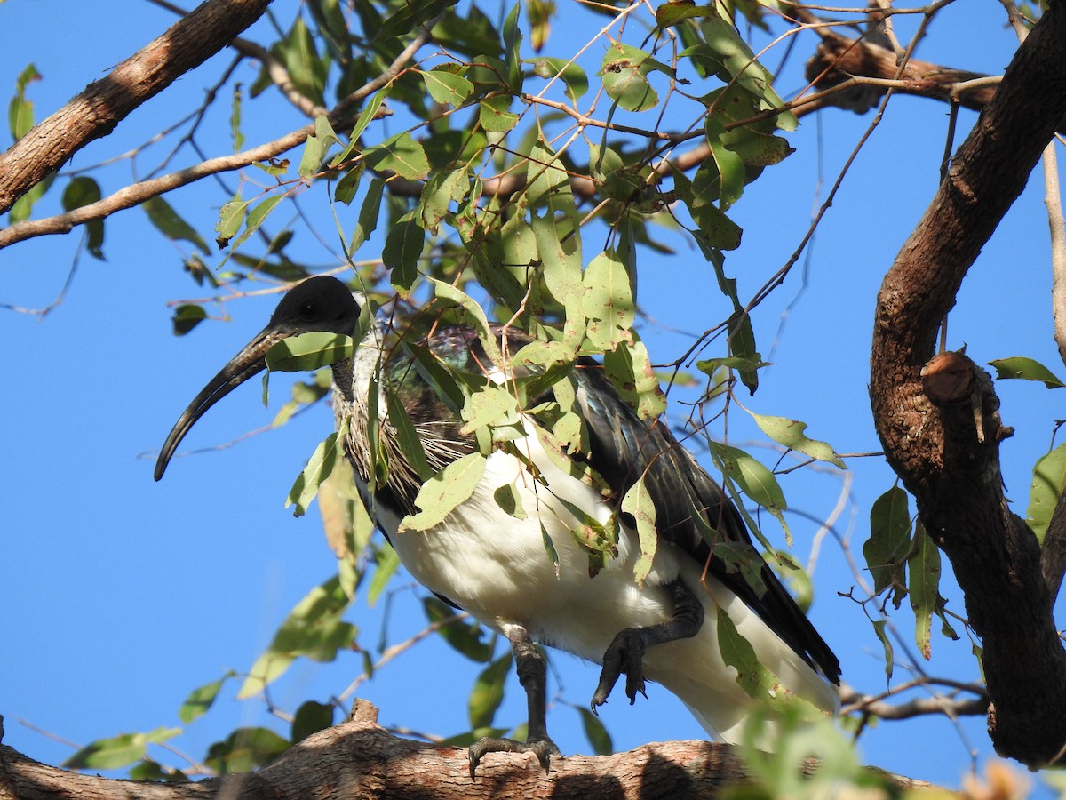 Straw-necked Ibis - ML620656008