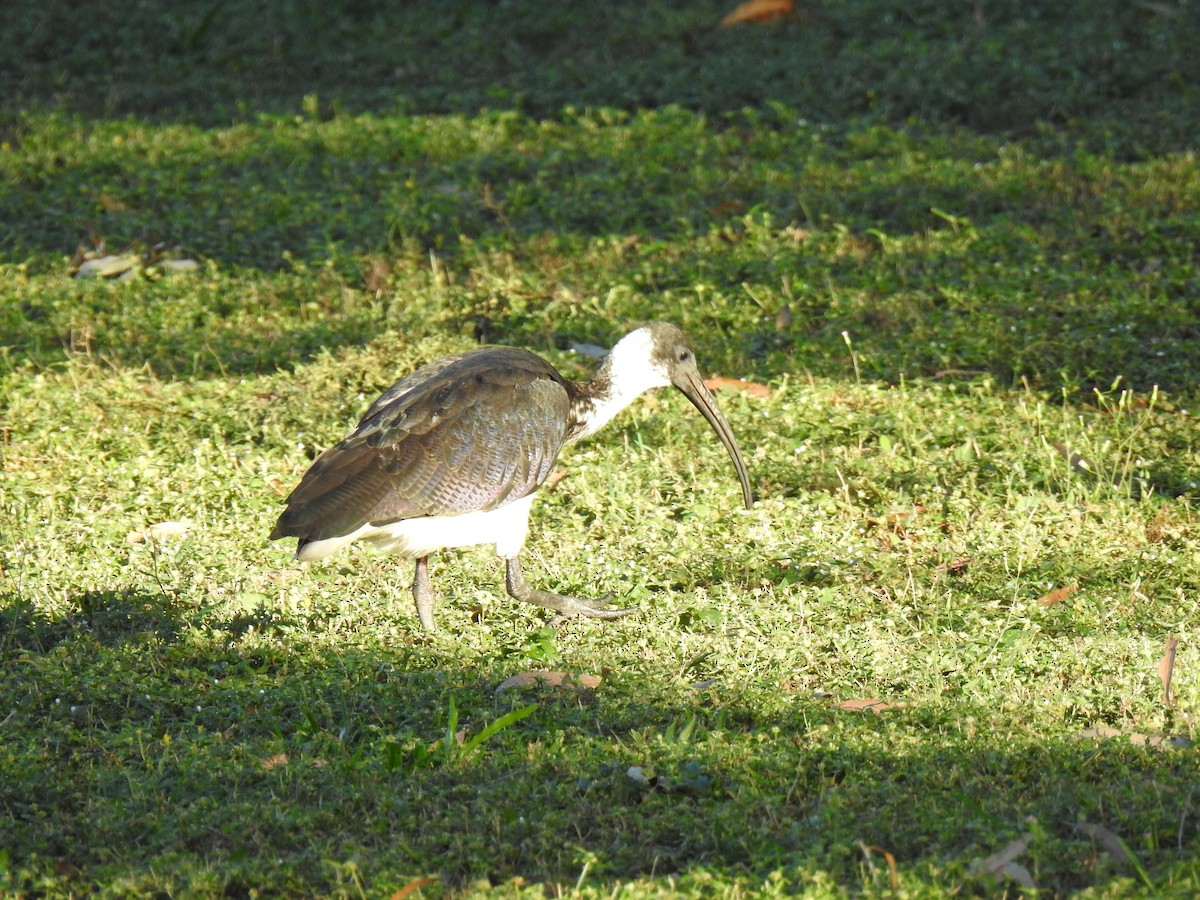 ibis slámokrký - ML620656009