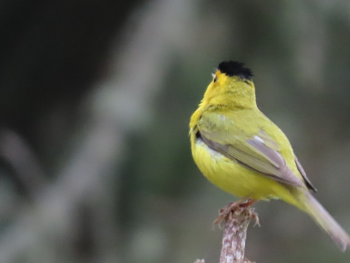 Wilson's Warbler - ML620656010