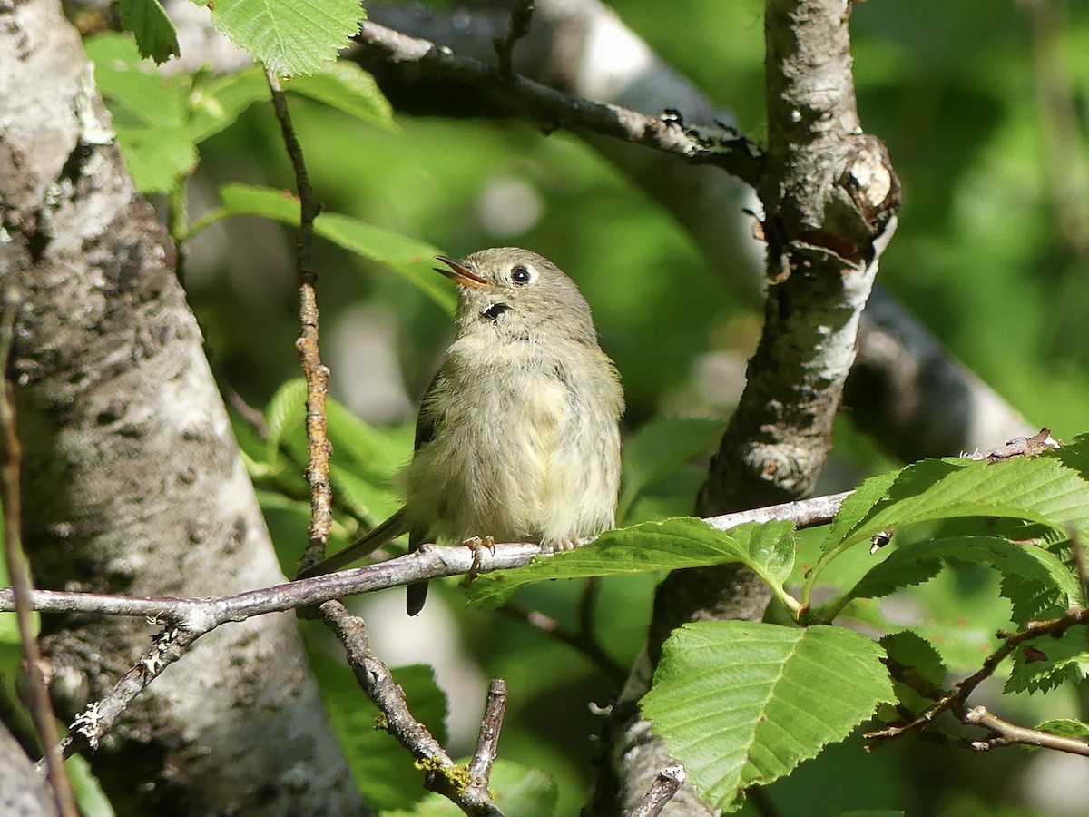 Roitelet à couronne rubis - ML620656016