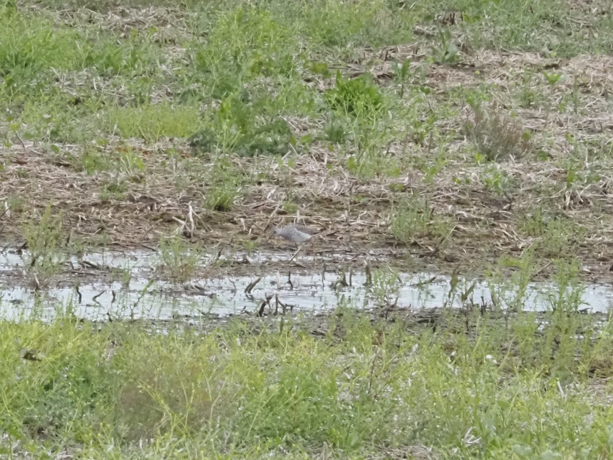 Lesser Yellowlegs - ML620656021