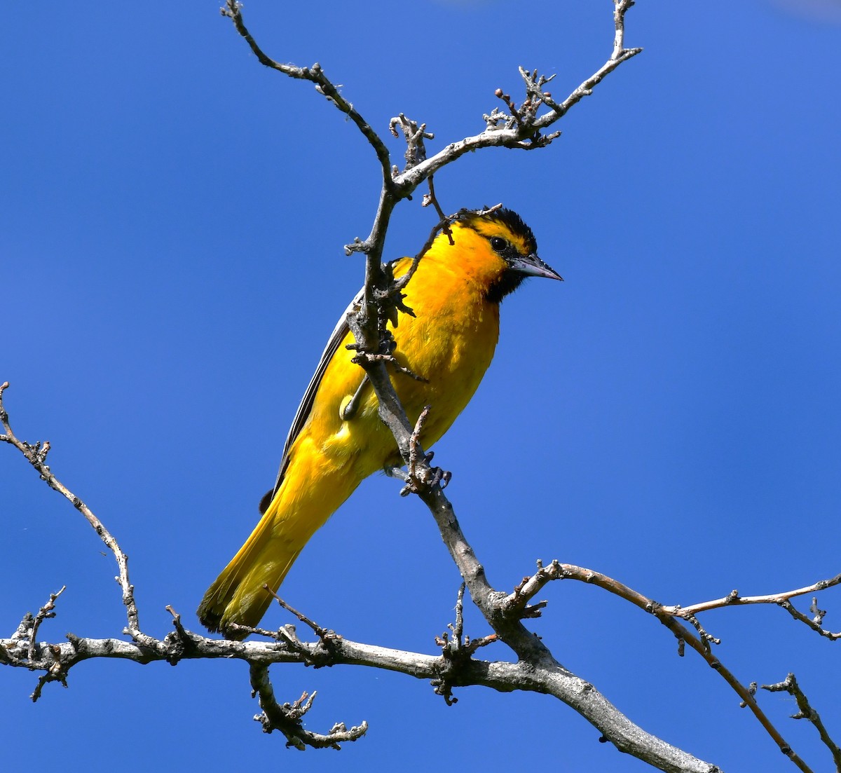 Bullock's Oriole - ML620656029