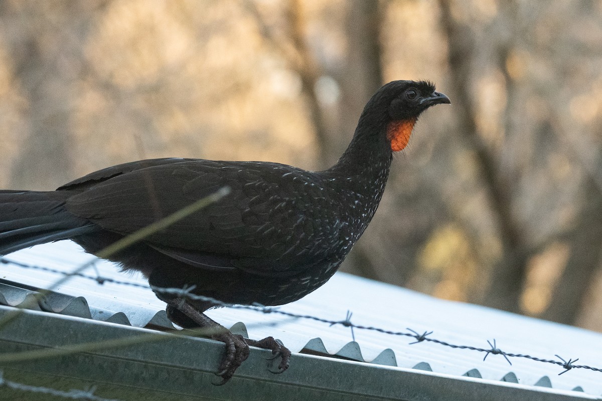 Dusky-legged Guan - ML620656032