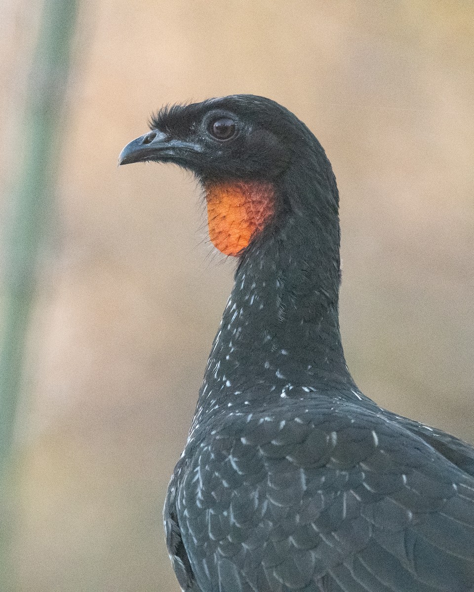 Dusky-legged Guan - ML620656033