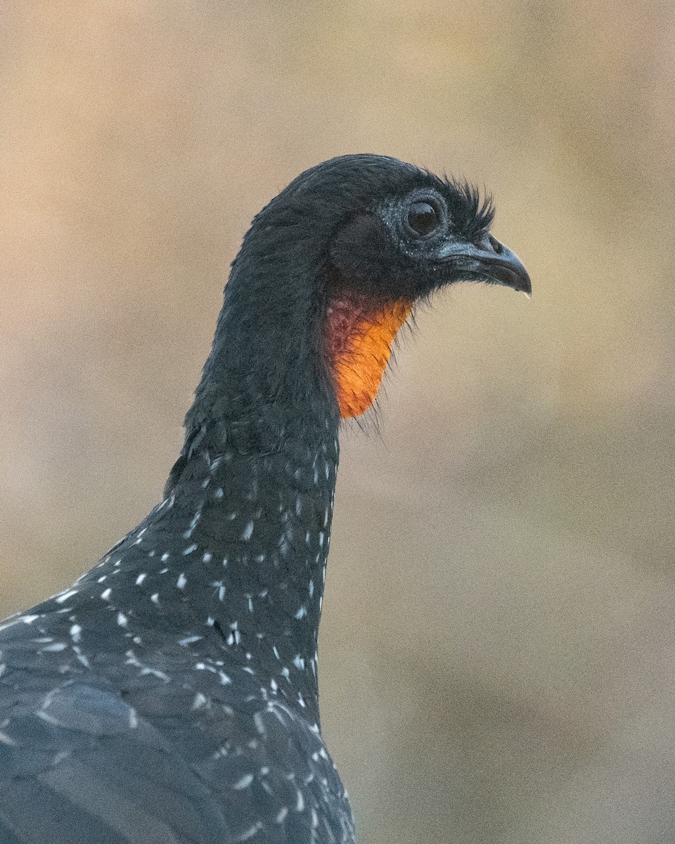 Dusky-legged Guan - ML620656034