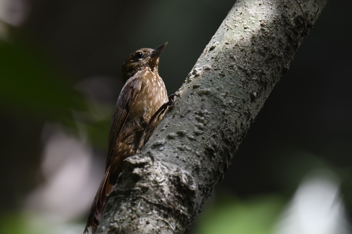 Wedge-billed Woodcreeper - ML620656037