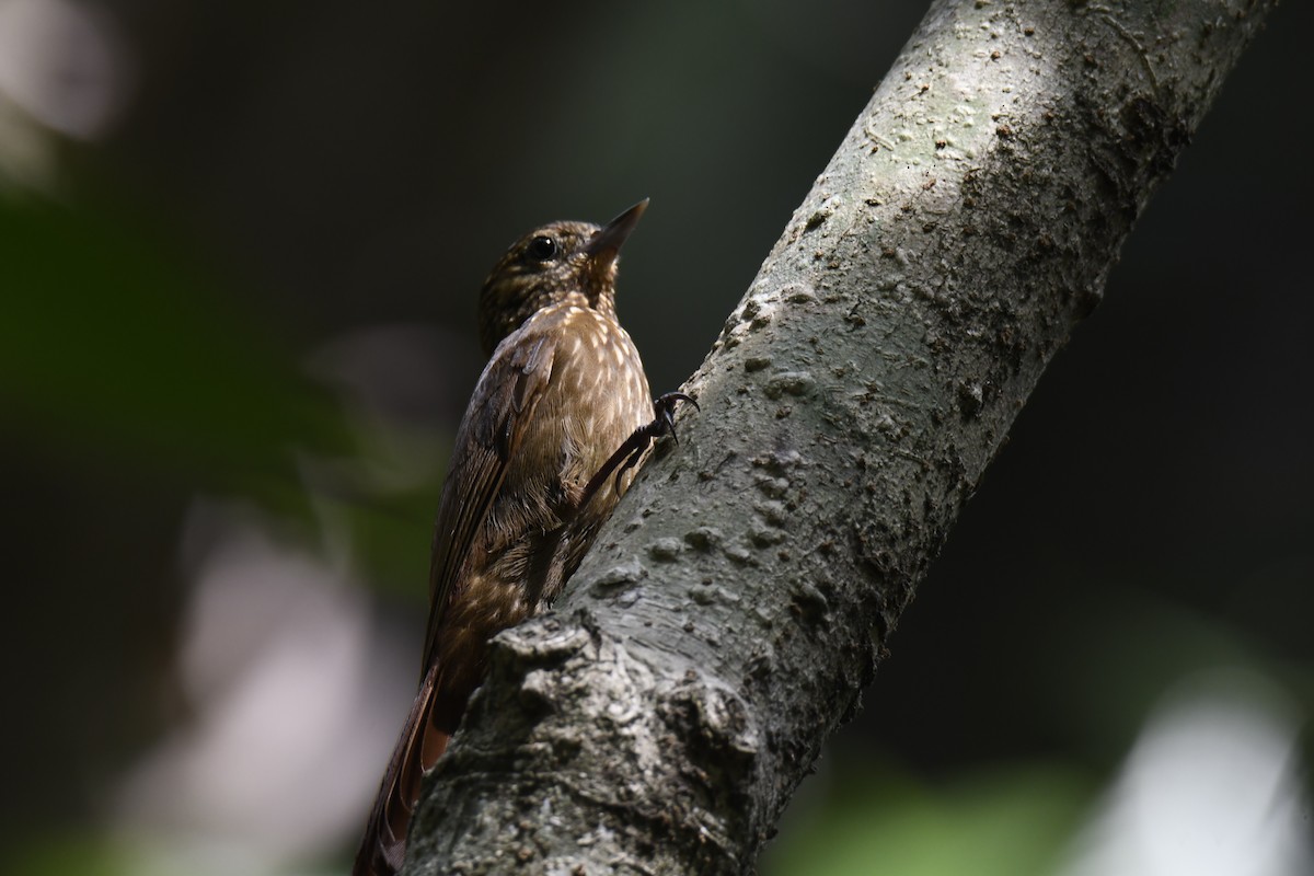 Wedge-billed Woodcreeper - ML620656038