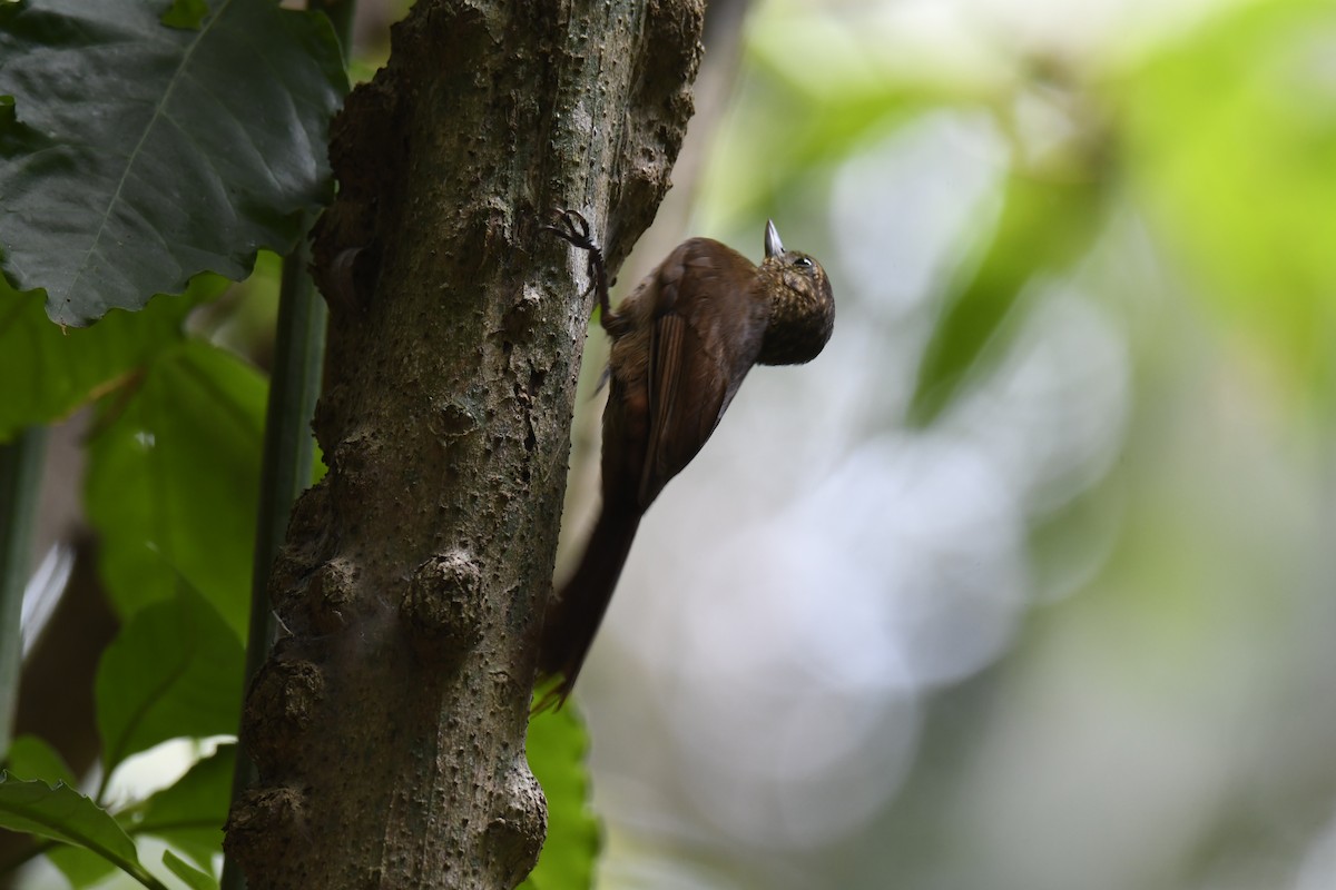 Wedge-billed Woodcreeper - ML620656039