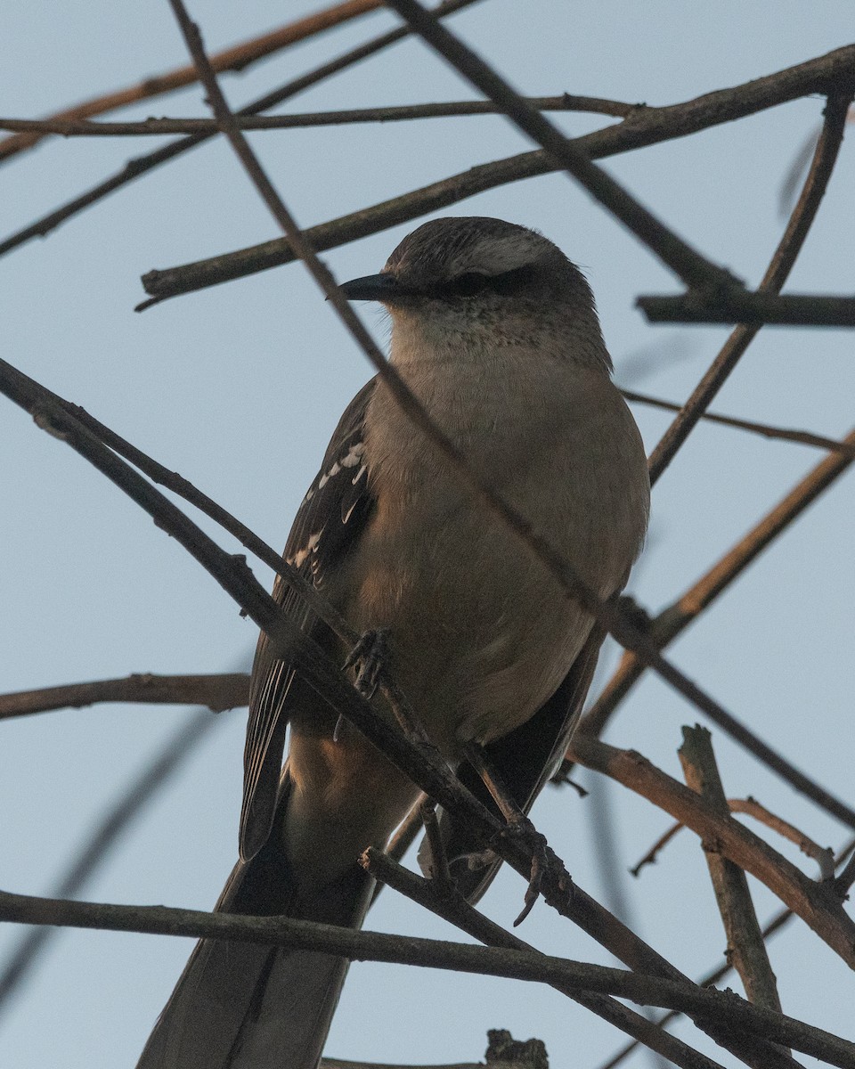 Chalk-browed Mockingbird - ML620656040