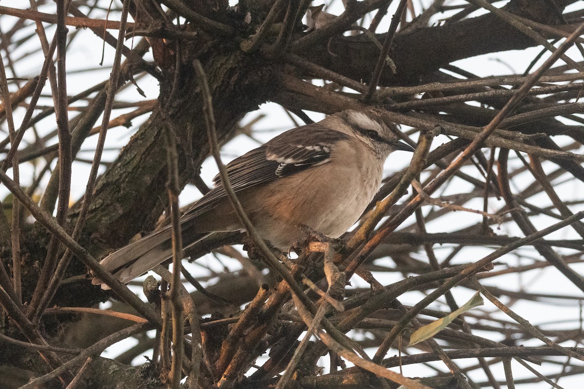 Chalk-browed Mockingbird - ML620656041