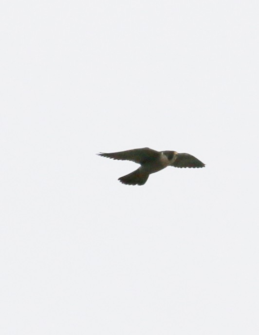 Peregrine Falcon - ML620656045