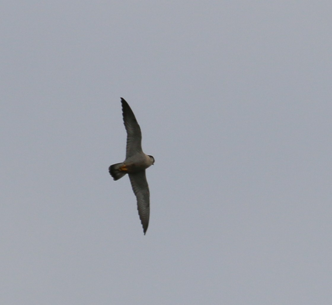 Peregrine Falcon - ML620656046