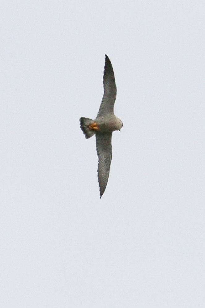 Peregrine Falcon - ML620656048