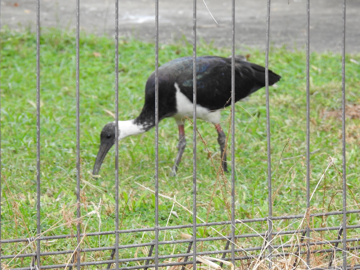 Straw-necked Ibis - ML620656050