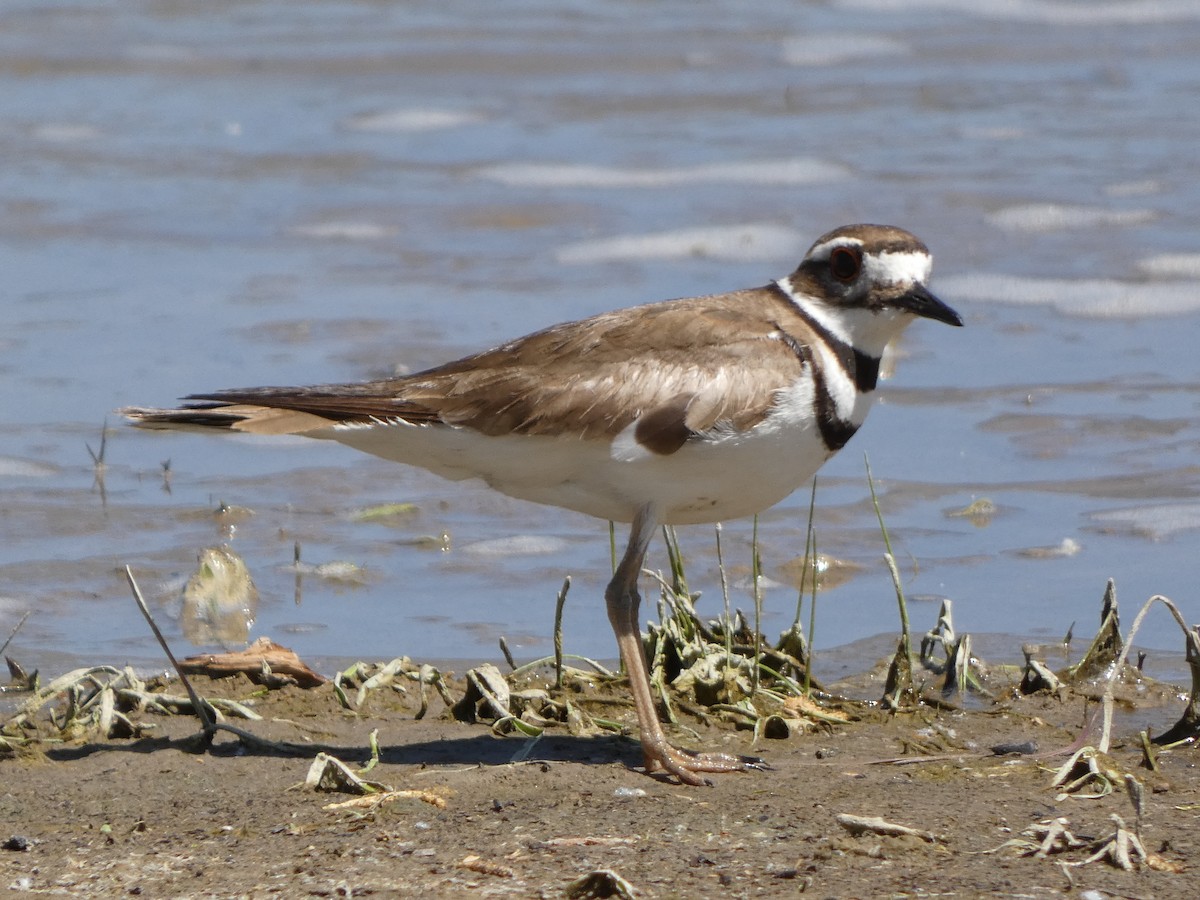 Killdeer - ML620656054