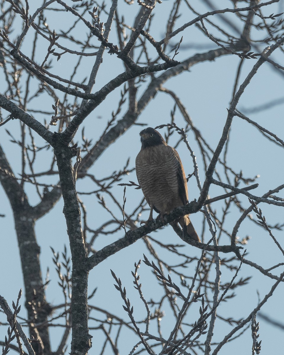 Roadside Hawk - ML620656058