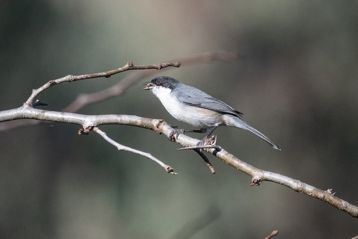 Black-capped Warbling Finch - ML620656063