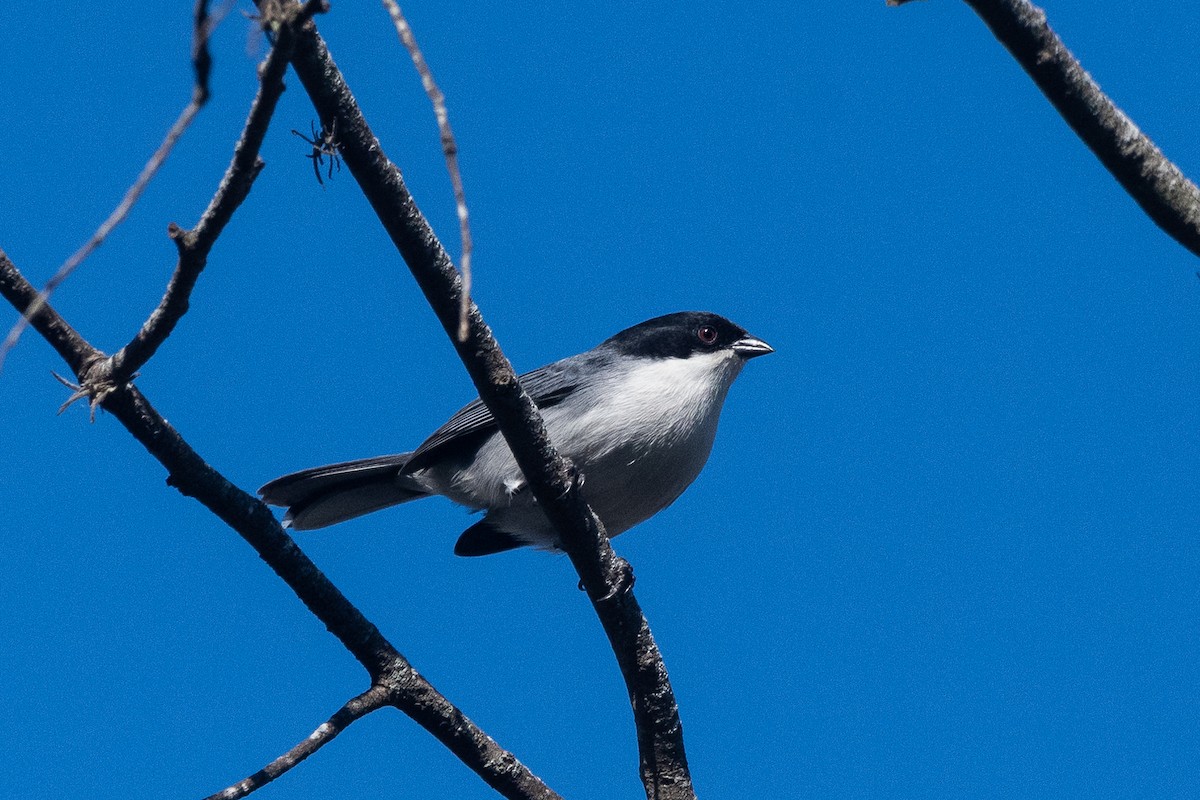 Black-capped Warbling Finch - ML620656064