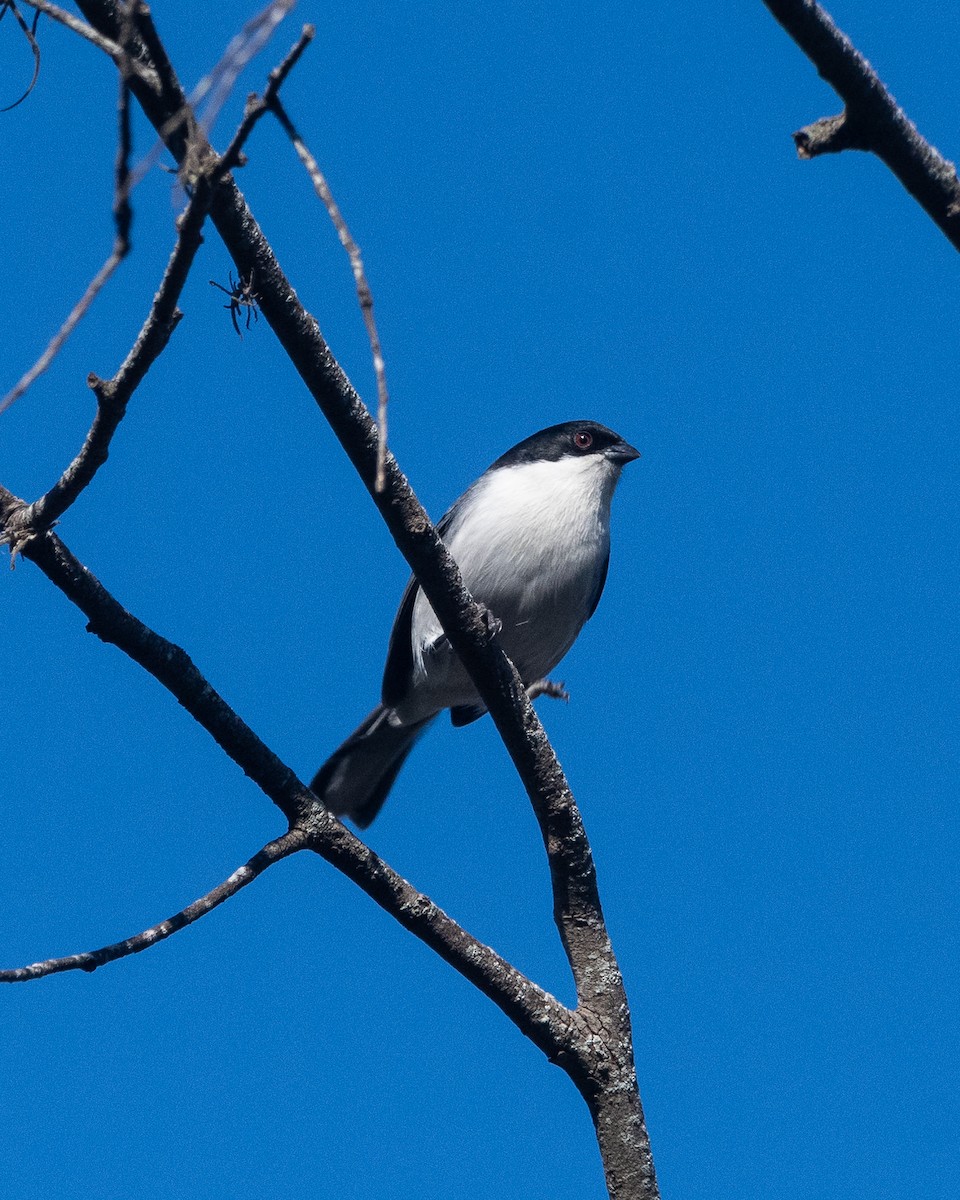 Black-capped Warbling Finch - ML620656065