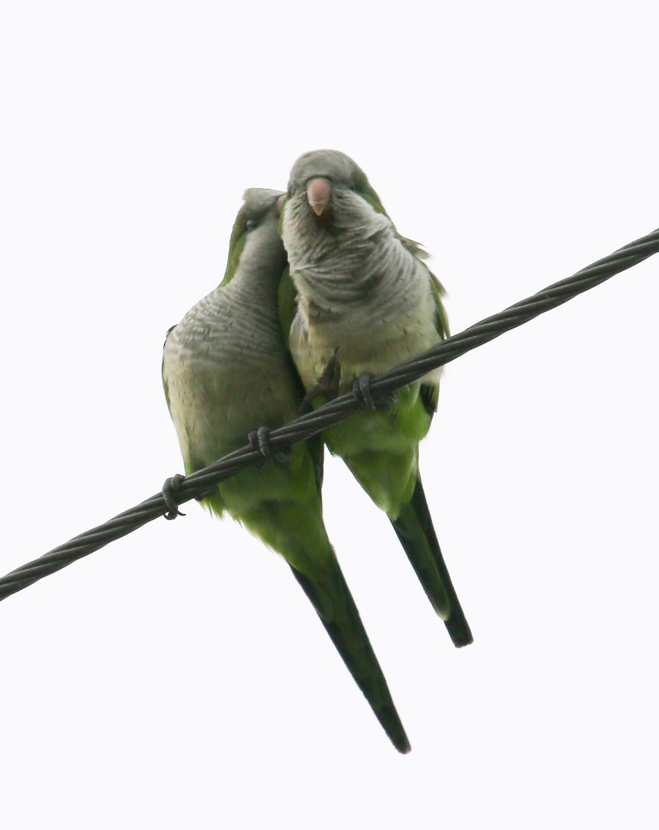 Monk Parakeet - ML620656067