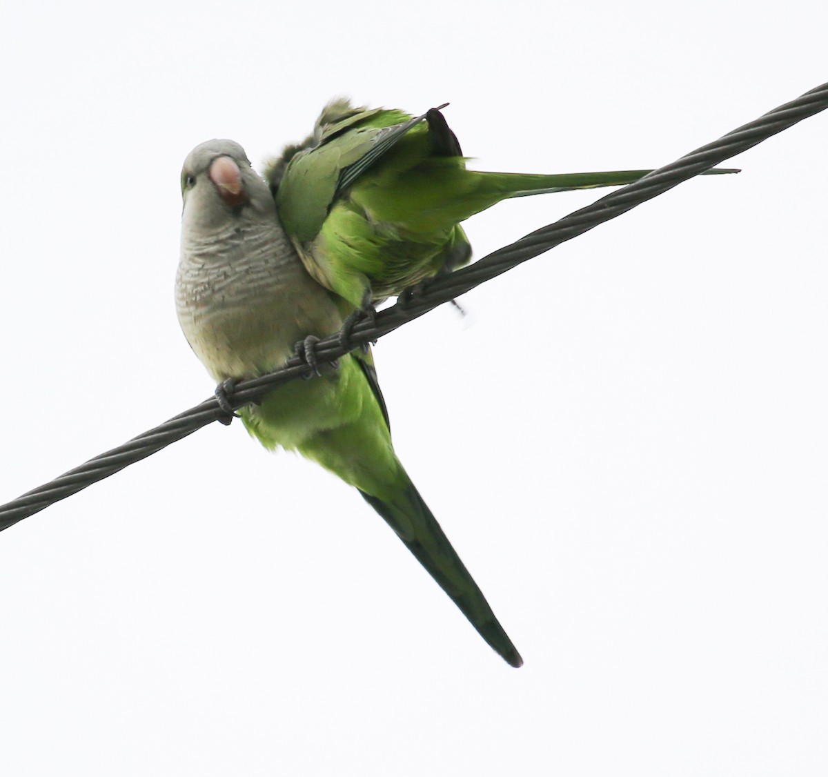 Monk Parakeet - ML620656069