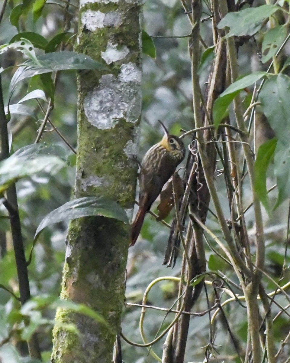 Scalloped Woodcreeper - ML620656075