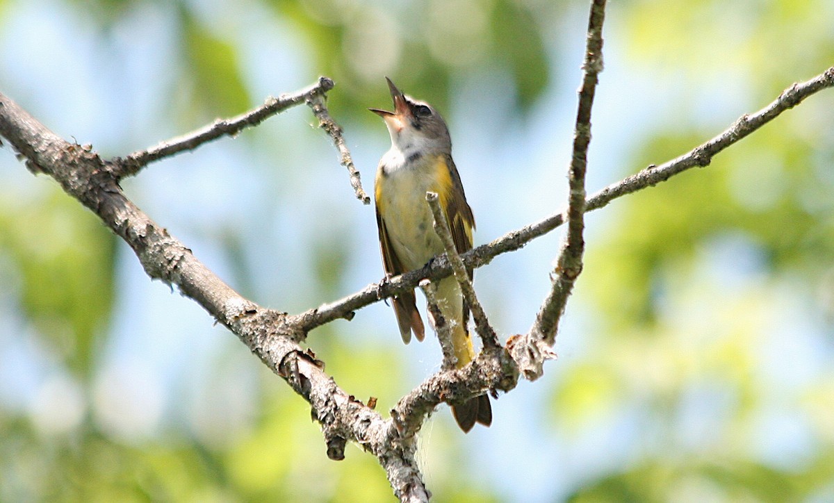 American Redstart - ML620656076