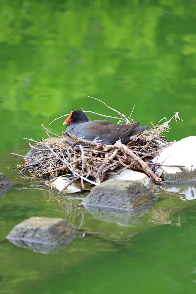 Gallinule d'Amérique - ML620656077