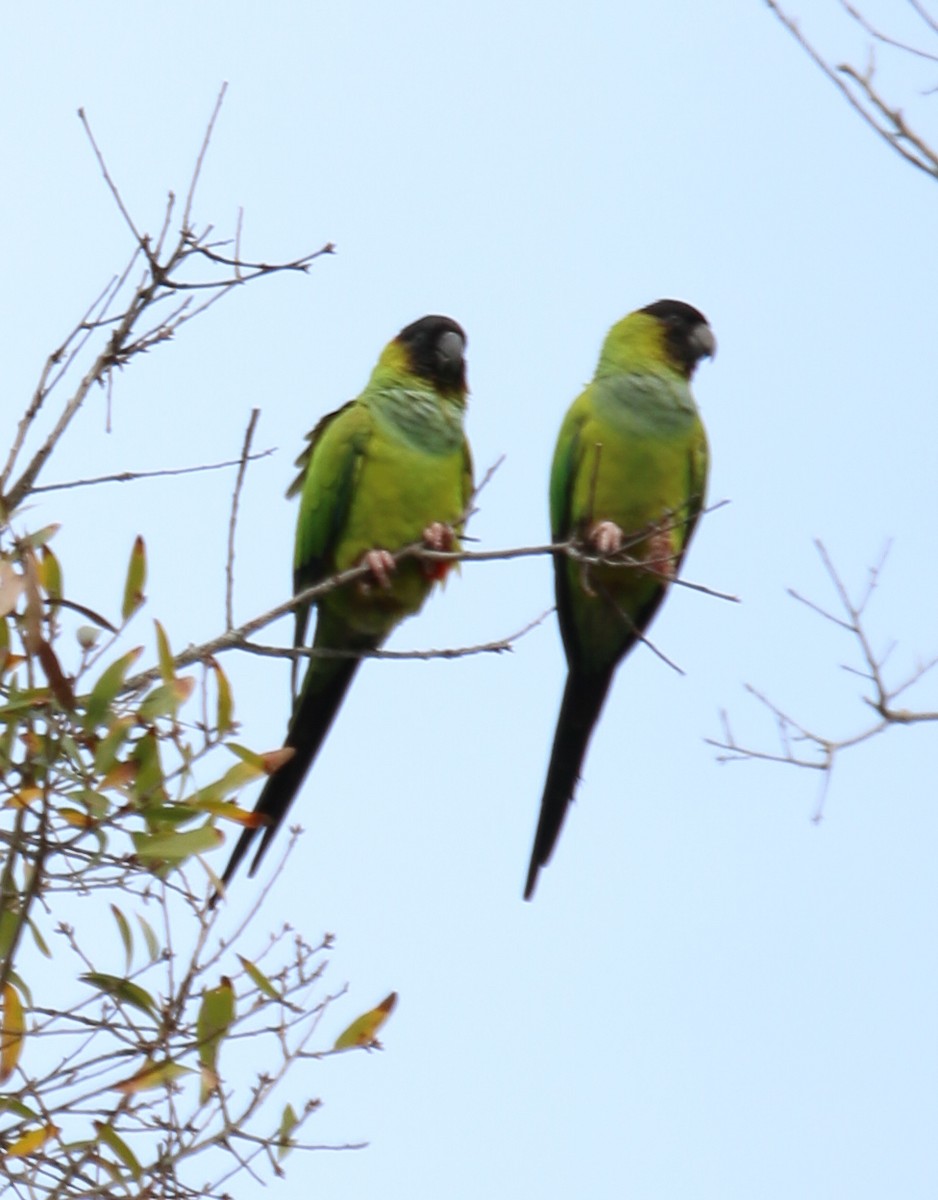 クロガミインコ - ML620656081