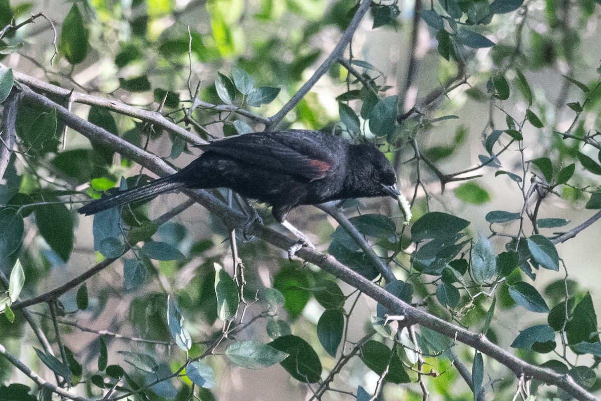 Variable Oriole - ML620656083