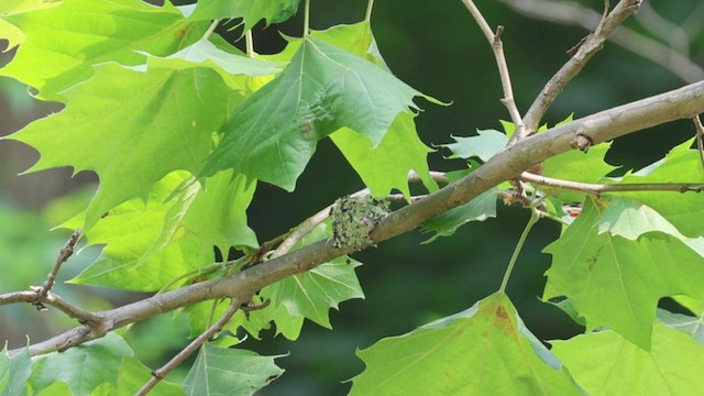 Colibrí Gorjirrubí - ML620656085