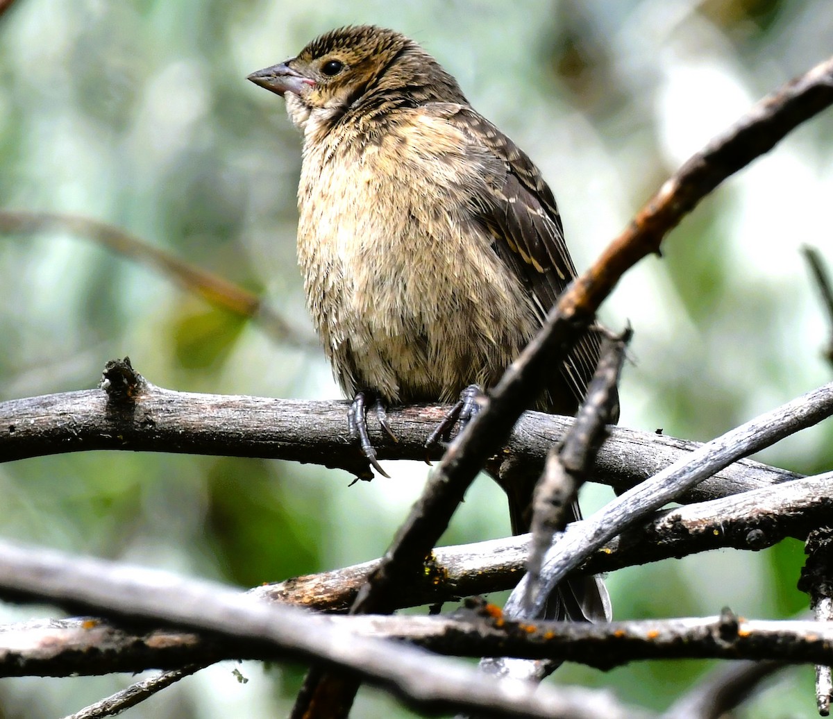 Brown-headed Cowbird - ML620656088