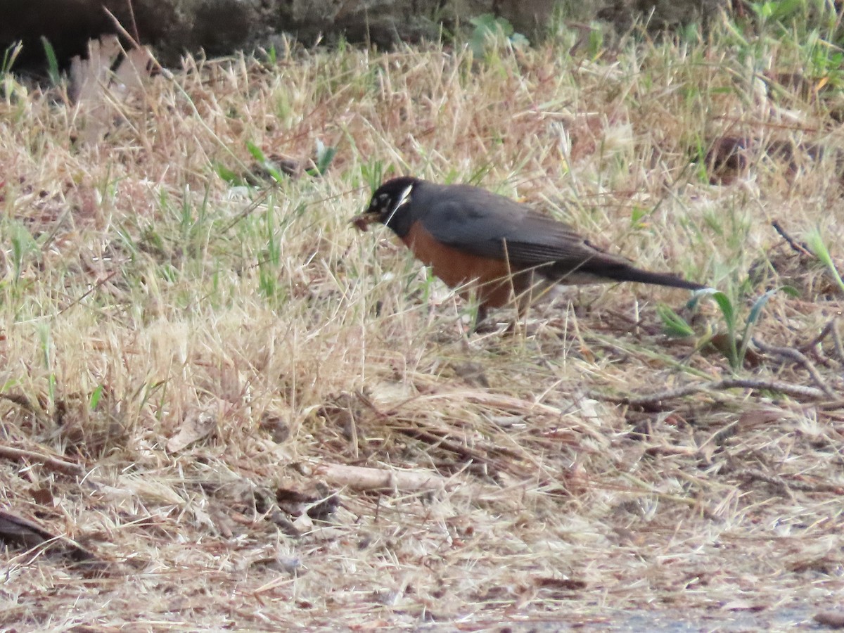 American Robin - ML620656089