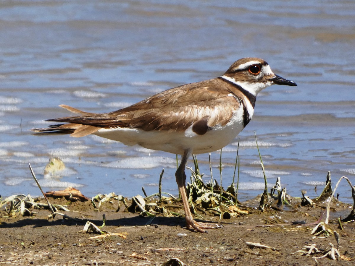 Killdeer - ML620656091