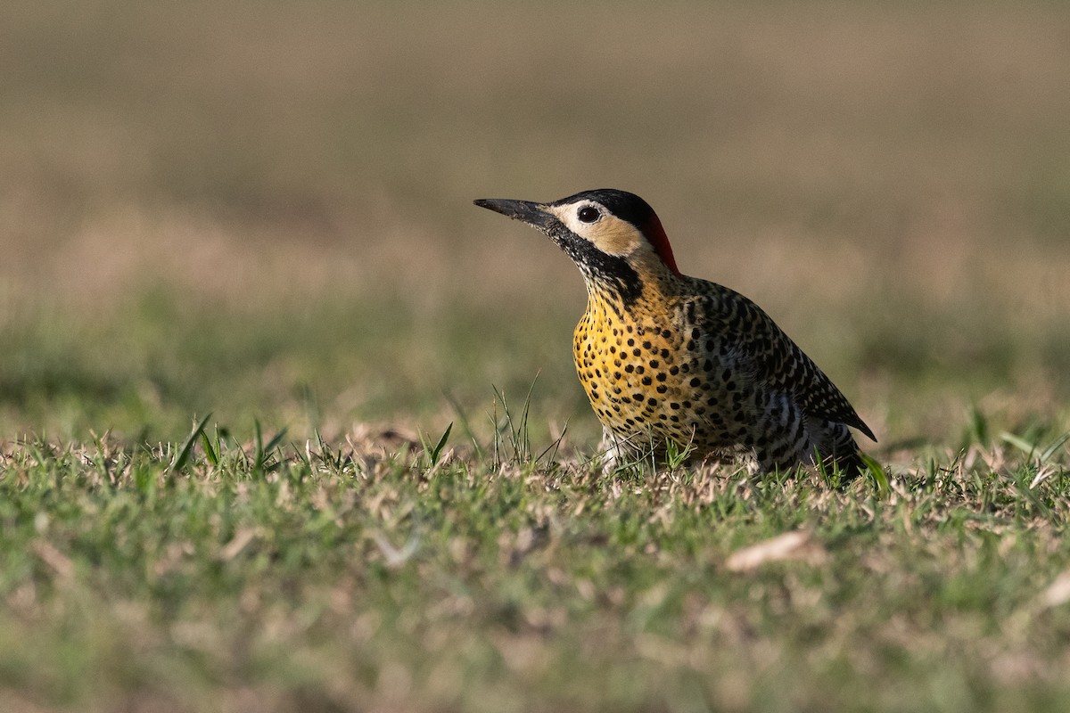 Green-barred Woodpecker - ML620656092