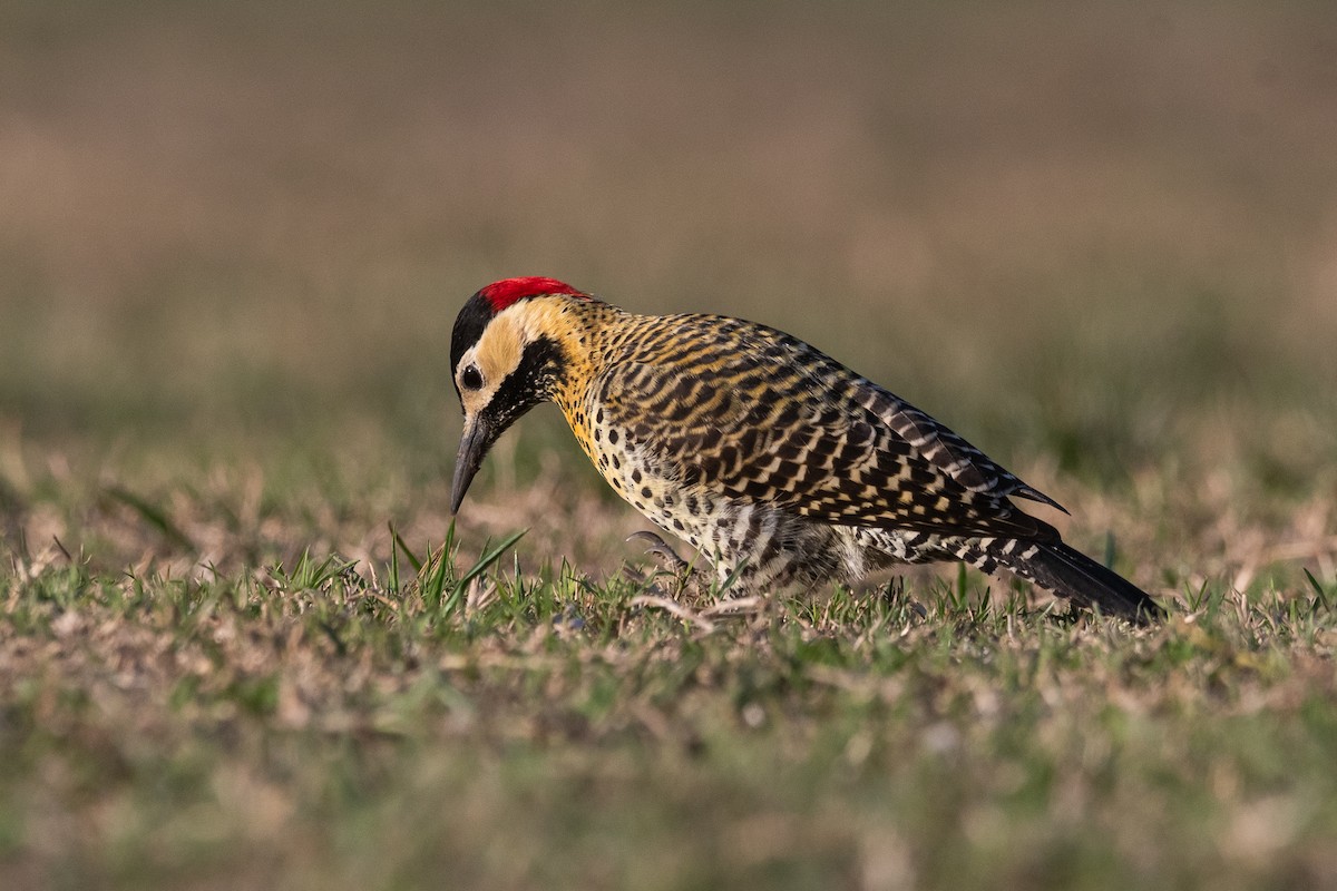 Green-barred Woodpecker - ML620656093