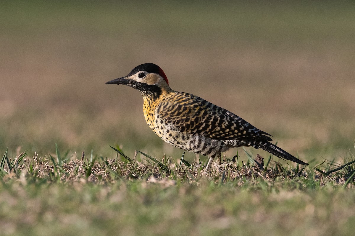 Green-barred Woodpecker - ML620656094