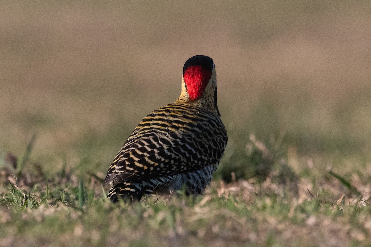 Green-barred Woodpecker - ML620656095