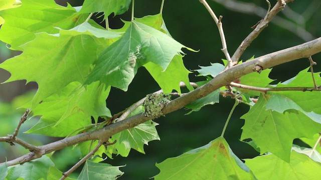 Ruby-throated Hummingbird - ML620656096