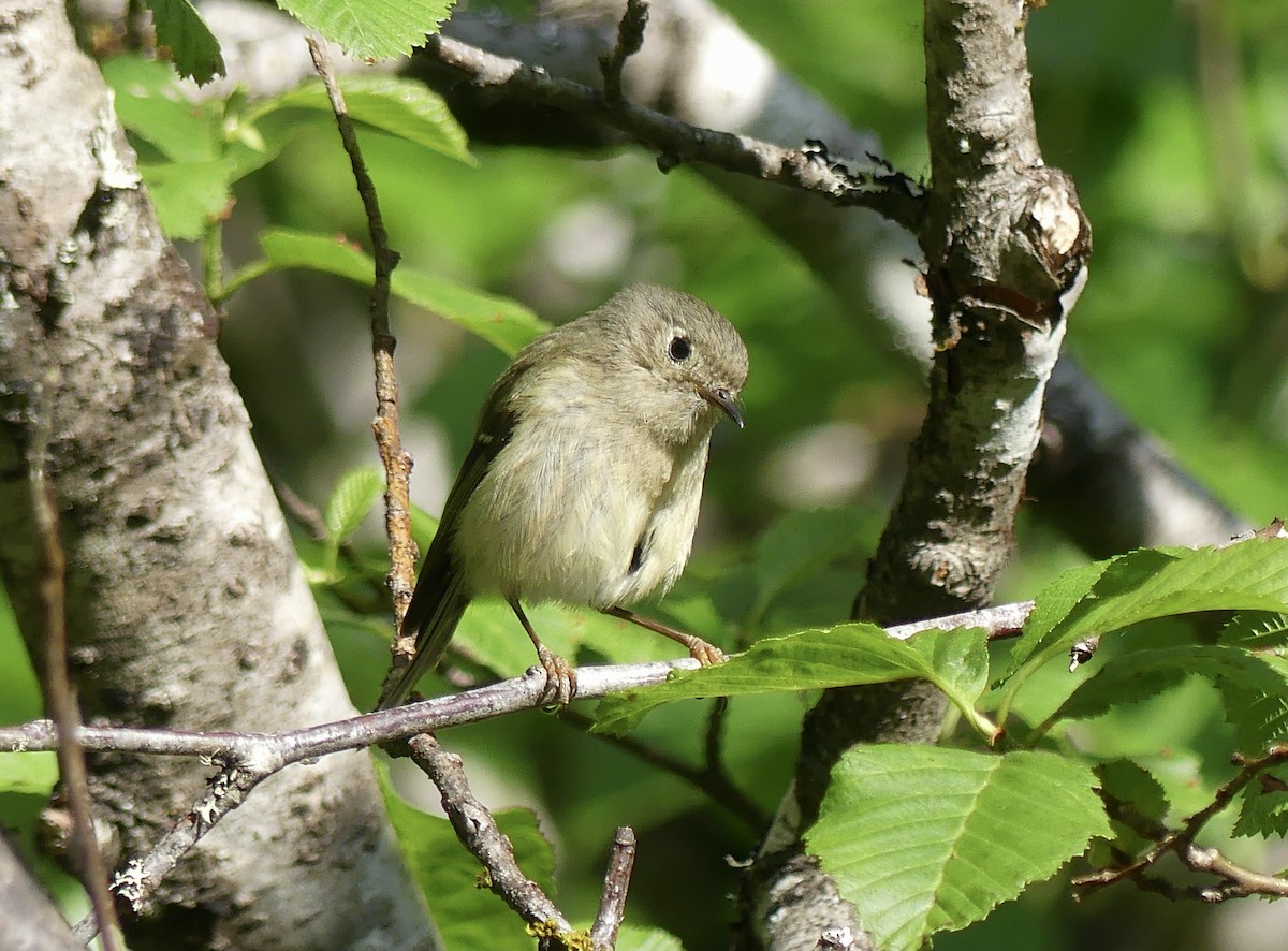 Ruby-crowned Kinglet - ML620656106