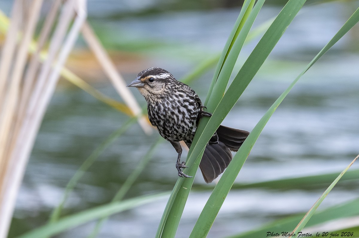 Red-winged Blackbird - ML620656108