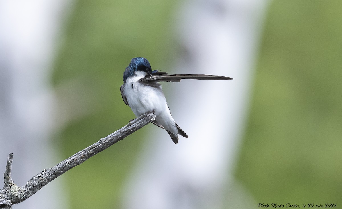 Golondrina Bicolor - ML620656123