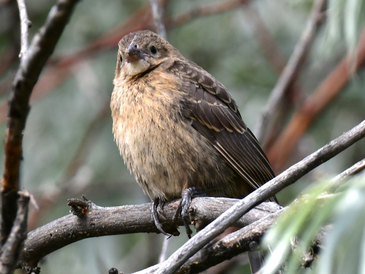 Brown-headed Cowbird - ML620656127