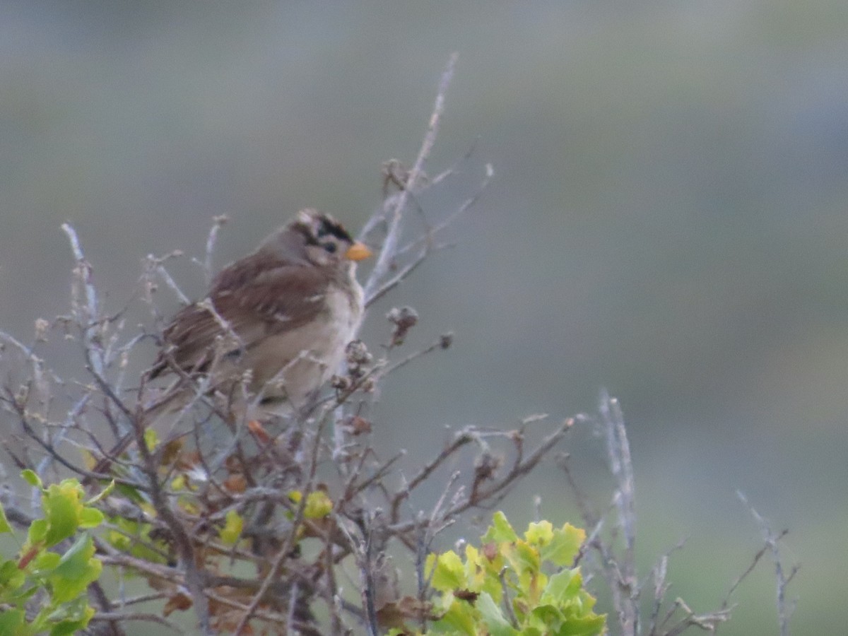 White-crowned Sparrow - ML620656135