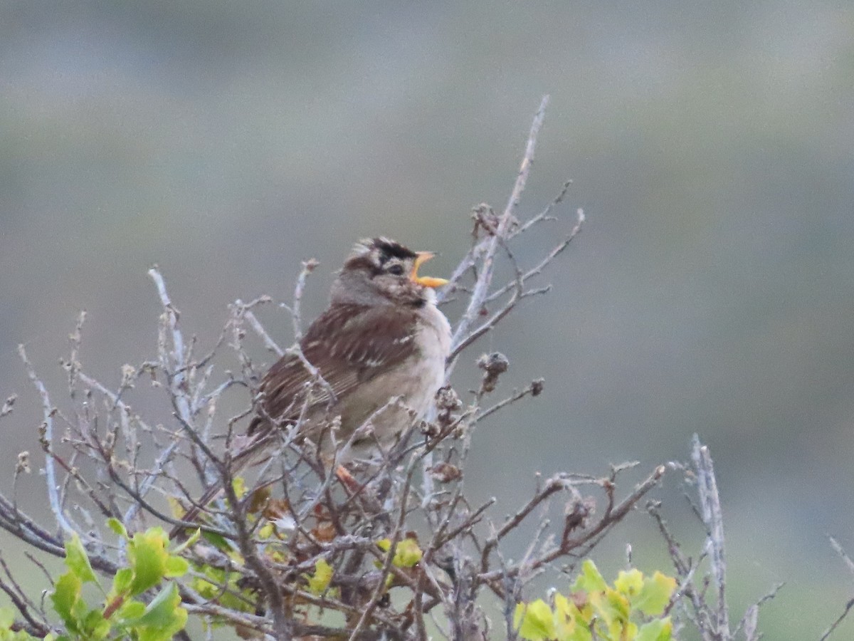 White-crowned Sparrow - ML620656136