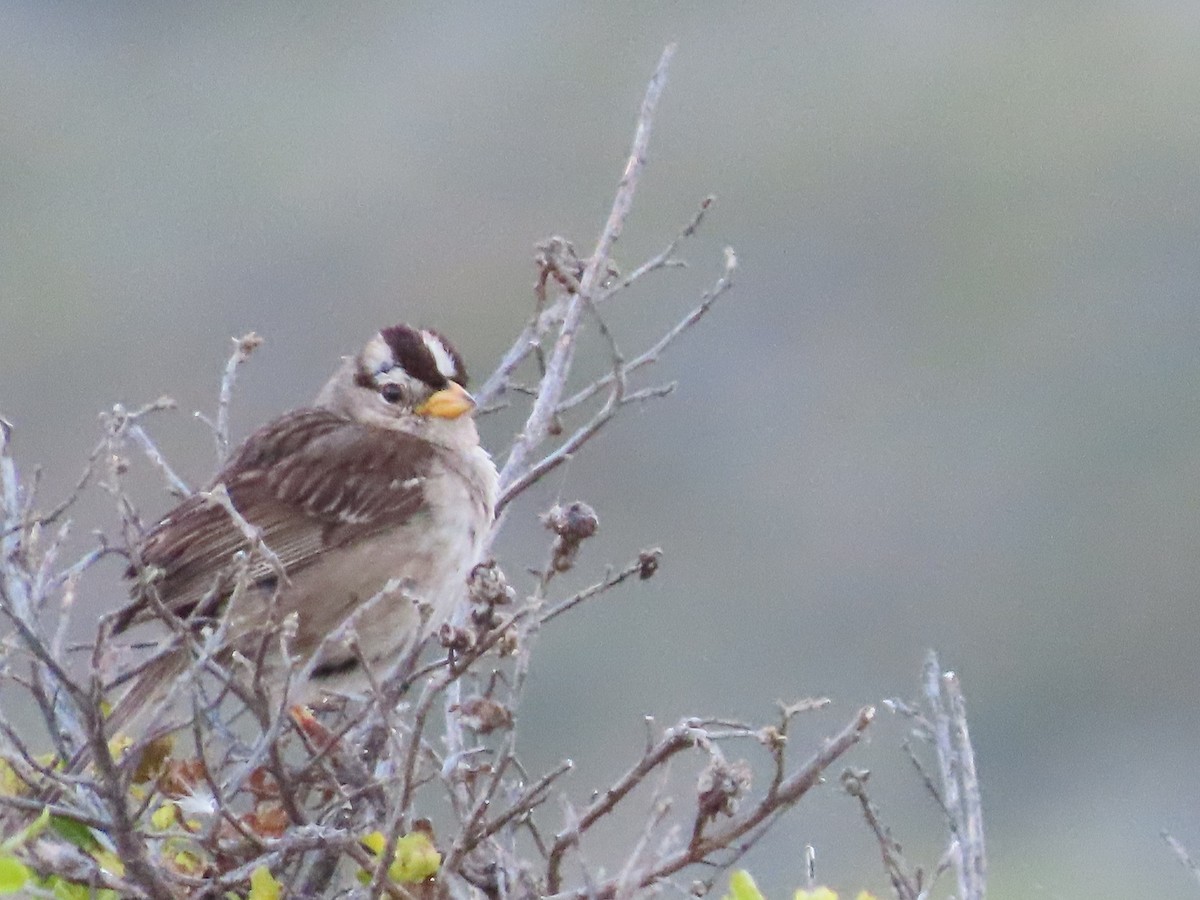 White-crowned Sparrow - Martha Pallin